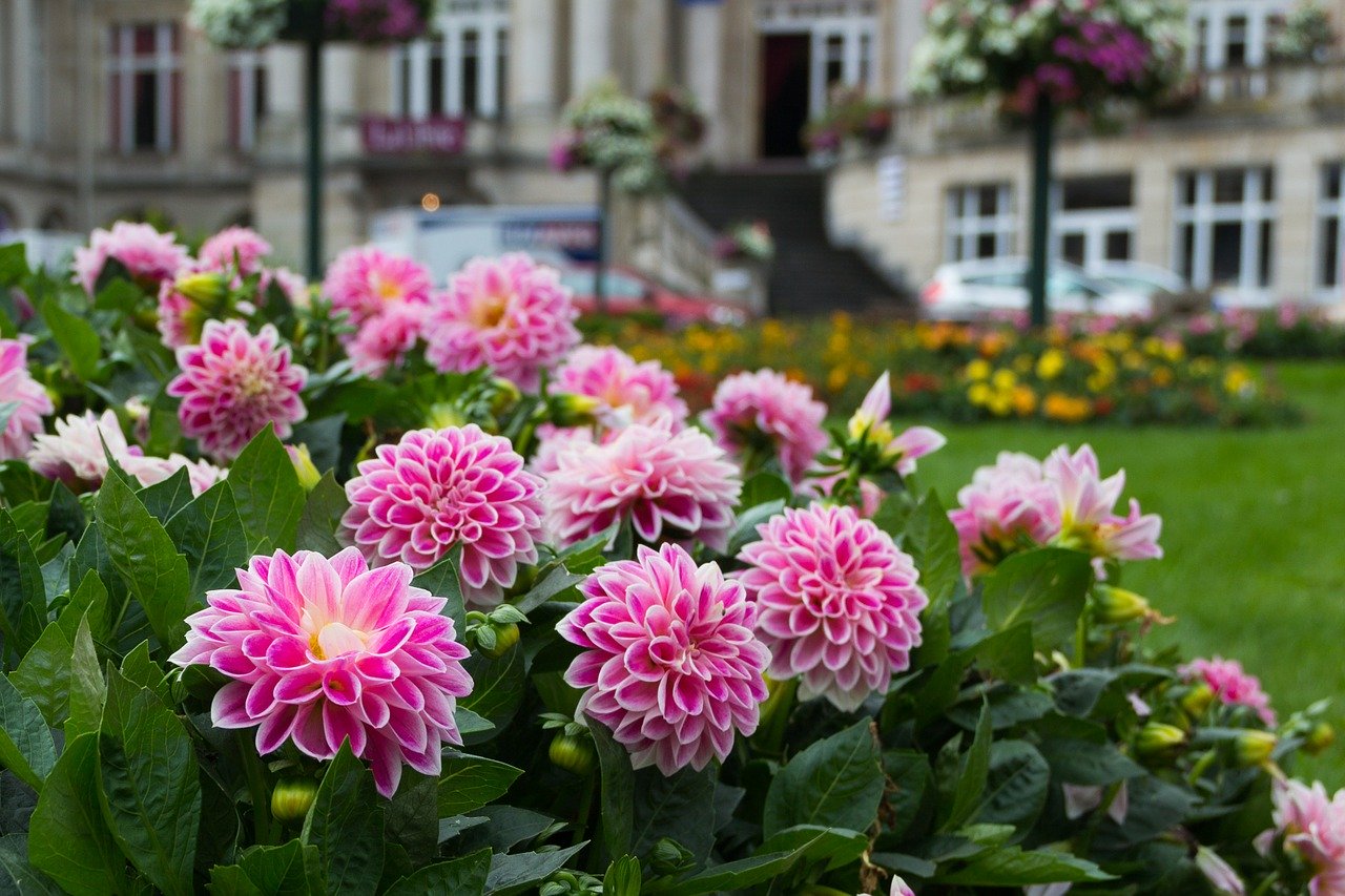 Tips voor tuinonderhoud