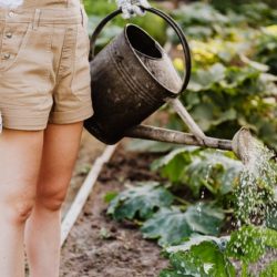 Tips om jouw tuin goed te onderhouden